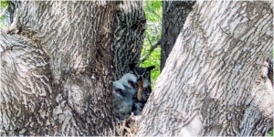 Owl in a Tree in Park